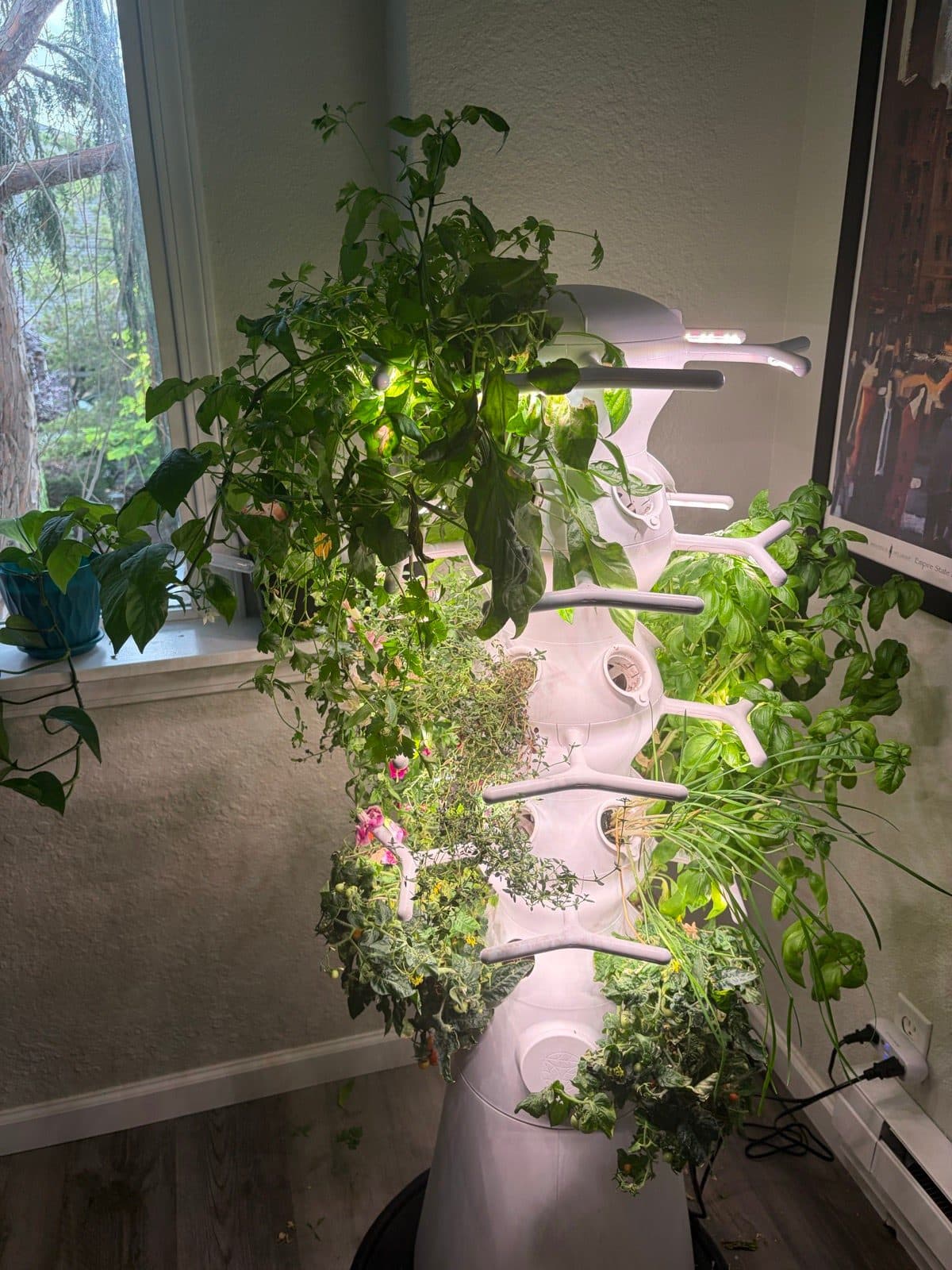 Indoor hydroponic tower garden growing basil, tomatoes, peppers, and herbs under grow lights