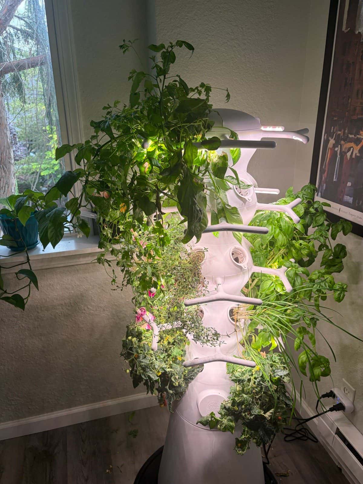 Indoor hydroponic tower garden growing basil, tomatoes, peppers, and herbs under grow lights